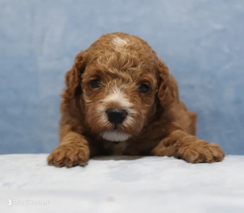 Blaze AKC – Poodle - Miniature  puppy for sale in San Antonio, TX