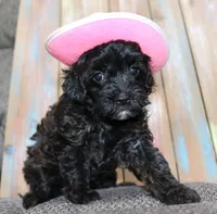 Toy Velvet, a female Havapoo for sale in San Antonio, TX – 2 of 7