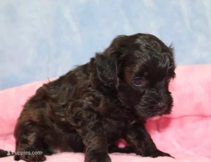 Tiny Velvet – Havanese, Poodle - Toy  puppy for sale in San Antonio, TX