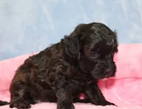 Tiny Velvet, a female Havanese and Poodle - Toy  for sale in San Antonio, TX – 1 of 6