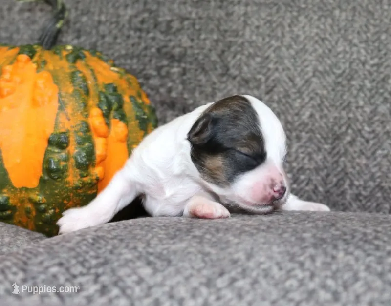 Tiny tricolor Fern – Maltipoo puppy for sale in San Antonio, TX