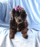 Beauty AKC merle, a female Poodle - Miniature  for sale in San Antonio, TX – 4 of 8