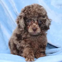 Pinto AKC brown merle, a male Poodle - Toy  for sale in San Antonio, TX – 3 of 7