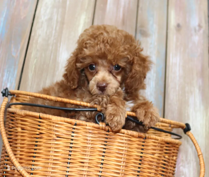 Benny, AKC red – Poodle - Toy  puppy for sale in San Antonio, TX