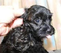 Toy Velvet, a female Havapoo for sale in San Antonio, TX – 4 of 7