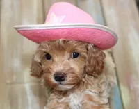 Toy havapoo Lace, a female Havanese and Poodle - Toy  for sale in San Antonio, TX – 2 of 7