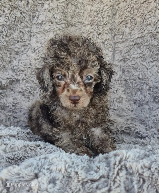 Bubbles AKC brown merle – Poodle - Toy  puppy for sale in San Antonio, TX