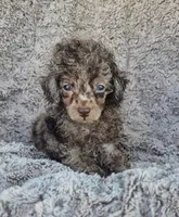 Pinto AKC brown merle, a male Poodle - Toy  for sale in San Antonio, TX – 1 of 7