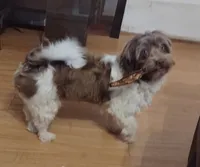 Conchita, a female Havanese for sale in San Antonio, TX – 2 of 4