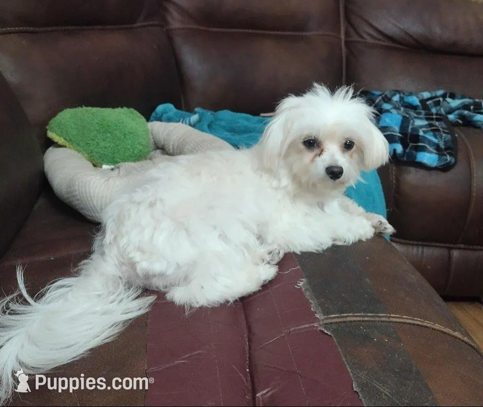 Chico (AKC), a male Maltese for sale in San Antonio, TX – Photo 5 of 6