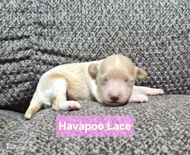 Lace – Havapoo puppy for sale in San Antonio, TX