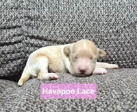 Lace, a female Havapoo for sale in San Antonio, TX – 1 of 4