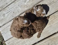 AKC Copper dark red, a male Poodle - Toy  for sale in San Antonio, TX – 6 of 9
