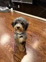 Brownie, a male Bernedoodle for sale in Houston, TX – 3 of 4