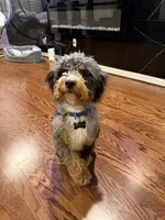 Brownie, a male Bernedoodle for sale in Houston, TX – 4 of 4