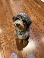 Brownie, a male Bernedoodle for sale in Houston, TX – 1 of 4
