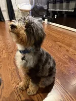 Brownie, a male Bernedoodle for sale in Houston, TX – 2 of 4