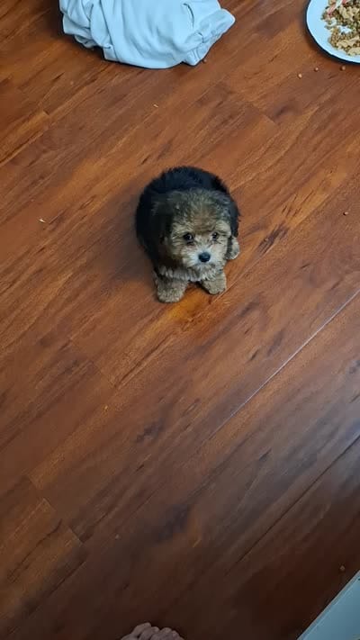 Baby , a female Yorkshire Terrier and Poodle - Miniature  for sale in Los Angeles, CA – 2 of 2