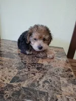 Teddy, a male Yorkshire Terrier and Poodle - Miniature  for sale in Los Angeles, CA – 1 of 2