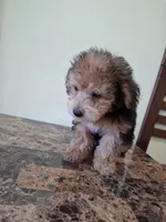 Teddy, a male Yorkshire Terrier and Poodle - Miniature  for sale in Los Angeles, CA – 2 of 2
