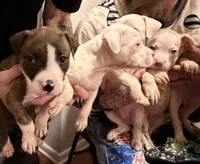 No name , a male American Staffordshire Terrier and American Bully for sale in Cincinnati, OH – Photo 4 of 5