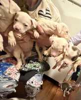 No name , a male American Staffordshire Terrier and American Bully for sale in Cincinnati, OH – Photo 5 of 5