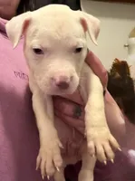 No name, a female American Staffordshire Terrier and American Bully for sale in Cincinnati, OH – Photo 2 of 3