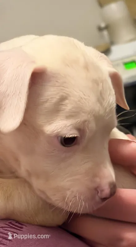 No name, a female American Staffordshire Terrier and American Bully for sale in Cincinnati, OH – Photo 1 of 3