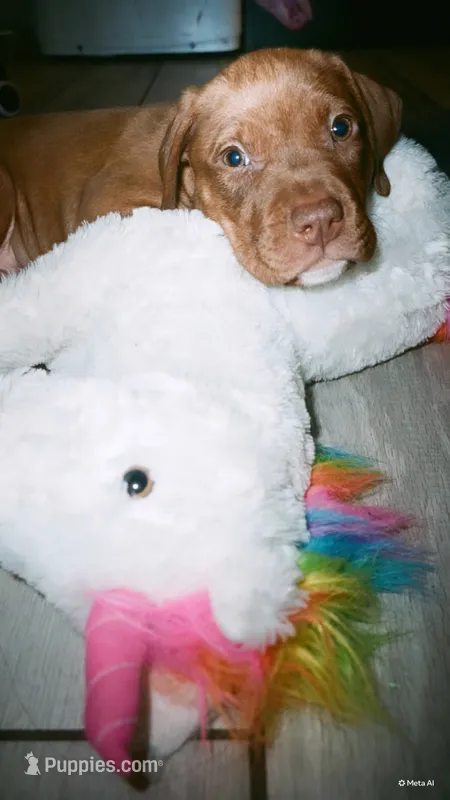 Butter – Doberman Pinscher, American Pit Bull Terrier puppy for sale in Inglewood, CA