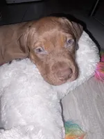 Butter, a female Doberman Pinscher and American Pit Bull Terrier for sale in Inglewood, CA – 5 of 9
