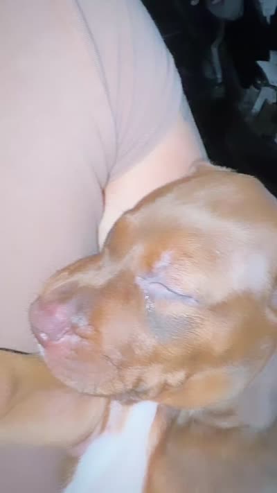 Butter, a female Doberman Pinscher and American Pit Bull Terrier for sale in Inglewood, CA – 9 of 9