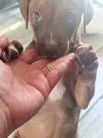 Butter, a female Doberman Pinscher and American Pit Bull Terrier for sale in Inglewood, CA – 2 of 9