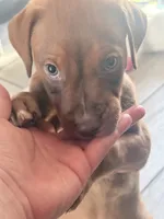 Butter, a female Doberman Pinscher and American Pit Bull Terrier for sale in Inglewood, CA – 6 of 9