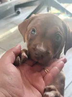 Butter, a female Doberman Pinscher and American Pit Bull Terrier for sale in Inglewood, CA – 3 of 9
