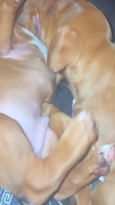 Butter, a female Doberman Pinscher and American Pit Bull Terrier for sale in Inglewood, CA – 8 of 9