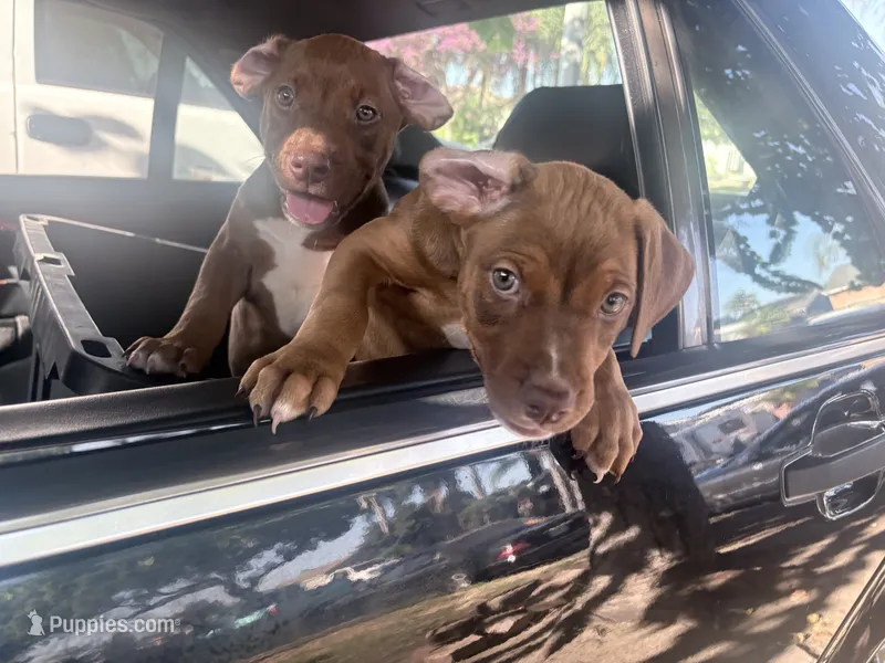 Butter – Doberman Pinscher, American Pit Bull Terrier puppy for sale in Inglewood, CA
