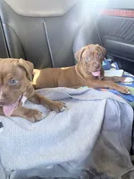 Butter, a female Doberman Pinscher and American Pit Bull Terrier for sale in Inglewood, CA – 7 of 9