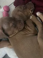 Butter, a female Doberman Pinscher and American Pit Bull Terrier for sale in Inglewood, CA – 4 of 9