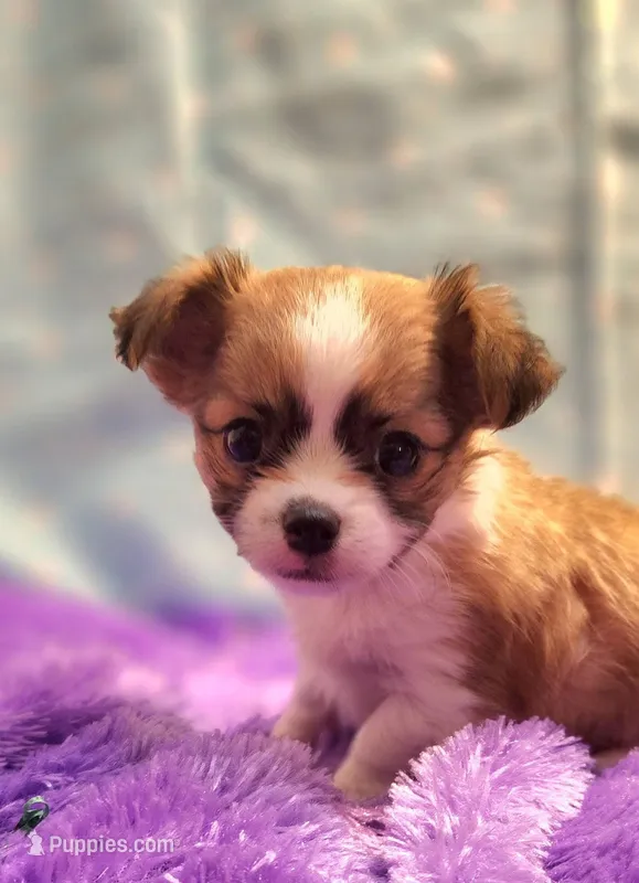 Diego – Chihuahua puppy for sale in Eubank, KY