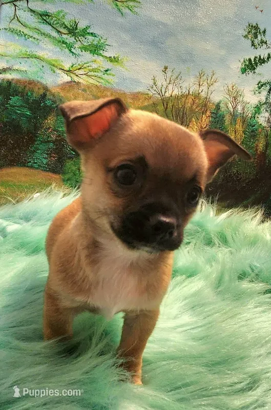 Mork – Chihuahua puppy for sale in Eubank, KY