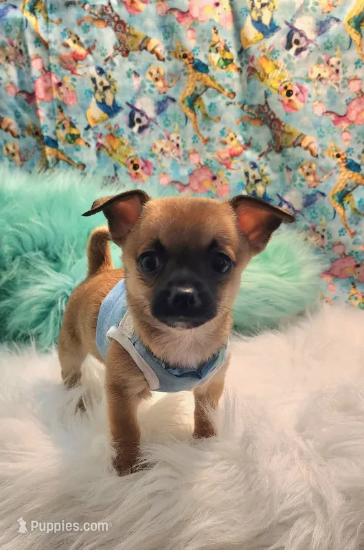 Mork – Chihuahua puppy for sale in Eubank, KY