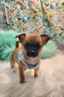 Gizmo, a male Chihuahua for sale in Eubank, KY – 1 of 9
