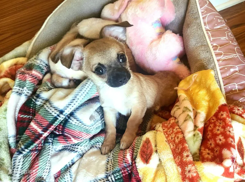 Gizmo – Chihuahua puppy for sale in Eubank, KY