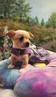 Reese, a female Chihuahua for sale in Eubank, KY – 3 of 7
