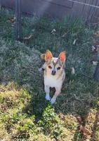 Reese, a female Chihuahua for sale in Eubank, KY – 7 of 7