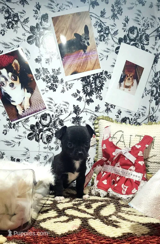 Magic – Chihuahua puppy for sale in Eubank, KY