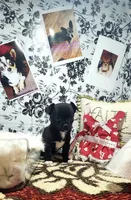 Magic, a female Chihuahua for sale in Eubank, KY – 1 of 9