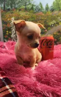 Reese, a female Chihuahua for sale in Eubank, KY – 5 of 7