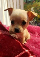 Reese, a female Chihuahua for sale in Eubank, KY – 1 of 7