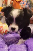 Carlos, a male Chihuahua for sale in Eubank, KY – Photo 5 of 7